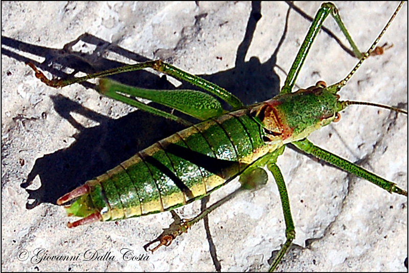 Leptophyes boscii  (Phaneropteridae)